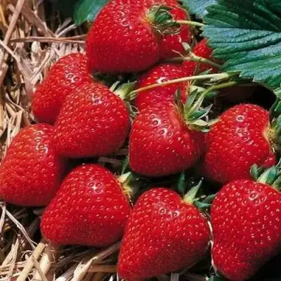 Клубника КИМБЕРЛИ в Гродно