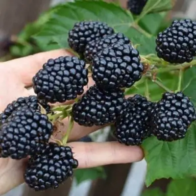 Ежевика ДЖАМБО бесшипная  в Гродно