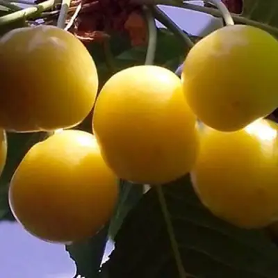 Черешня ЧЕРМАШНАЯ в Гродно