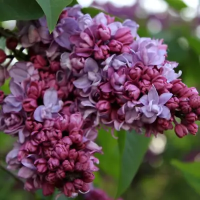 Сирень П.П.КОНЧАЛОВСКИЙ в Гродно