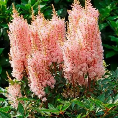 Астильба ЛУК ЭТ МИ японская в Гродно