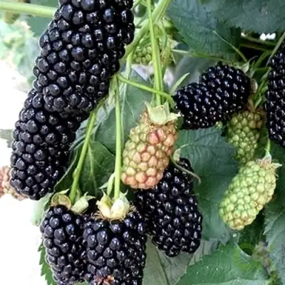 Ежевика ПРАЙМ АРК 45 ремонтантная   в Гродно