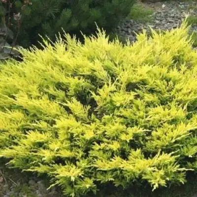 Можжевельник ЛАЙМ ГЛОУ горизонтальный  в Гродно