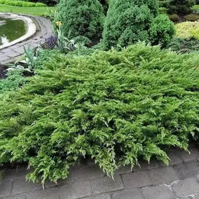 Можжевельник РОКЕРИ ДЖЕМ казацкий  в Гродно