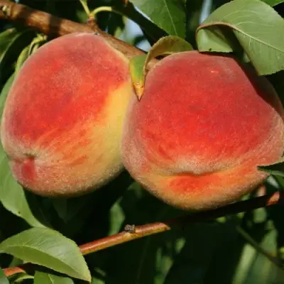 Персик МАРИЯ в Гродно