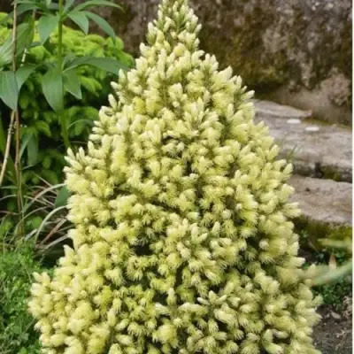 Ель МАЙГОЛД колючая в Гродно