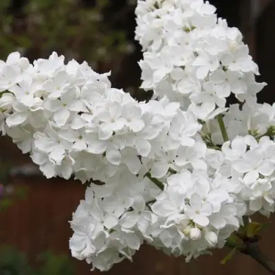 Сирень ФЛОРА в Гродно