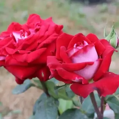 Роза АЛЬЯНС чайно-гибридная в Гродно