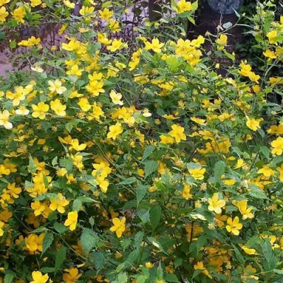 Керрия японская ГОЛДЕН ГИНЕЯ в Гродно