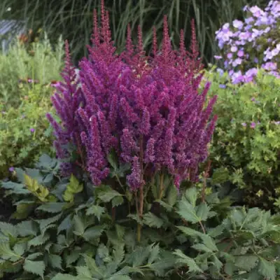 Астильба ВИЖНС китайская в Гродно