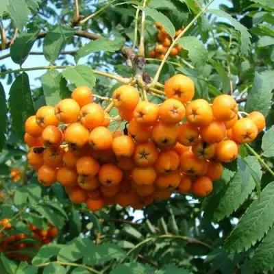 Рябина НЕВЕЖИНСКАЯ ЖЕЛТАЯ сладкоплодная в Гродно