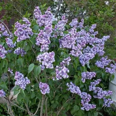 Сирень АМИ ШОТТ в Гродно