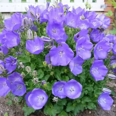 Колокольчик САНТА карпатский в Гродно