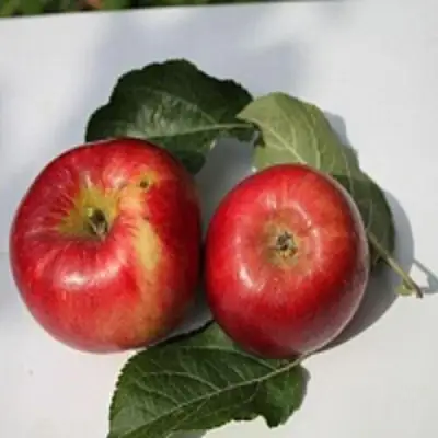 Яблоня РЕДФРИ в Гродно