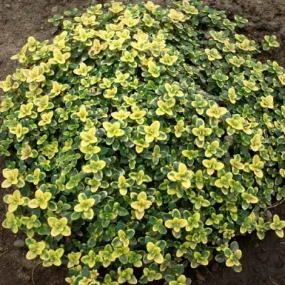 Тимьян ДОННА ВАЛЕЙ лимоннопахнущий в Гродно