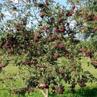 Рябина БУРКА сладкоплодная в Гродно
