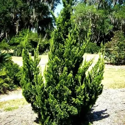 Можжевельник КАЙЗУКА китайский в Гродно