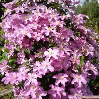 Клематис КОМТЕСС ДЕ БУШО в Гродно