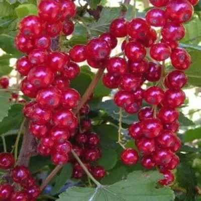 Смородина красная ПУРПУРНАЯ в Гродно