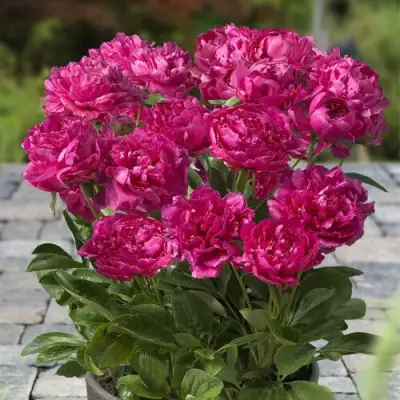 Пион ЛОНДОН травянистый в Гродно