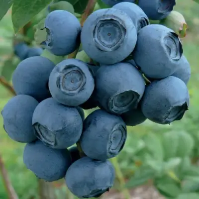 Голубика РУБЕЛ в Гродно