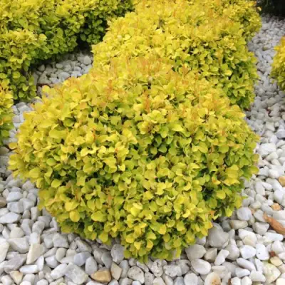 Барбарис БОНАНЗА ГОЛД тунберга в Гродно