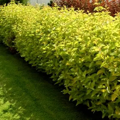 Комплект ДАРТС ГОЛД в Гродно