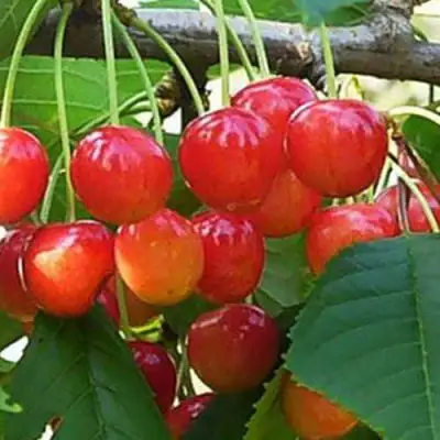 Черешня ДОНЧАНКА в Гродно