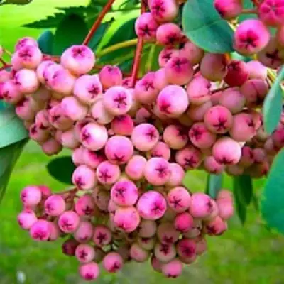 Рябина ПИНК сладкоплодная в Гродно