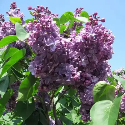 Сирень ВИОЛЕТТА в Гродно