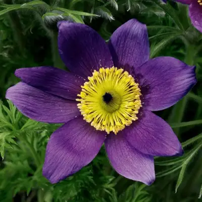 Прострел ПИНВИЛ БЛЮ ШЕЙДЕС в Гродно