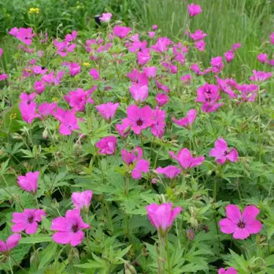 Герань РЕД АДМИРАЛ гибридная в Гродно