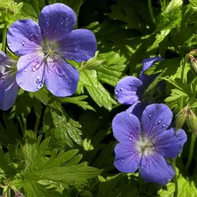 Герань БРУКСАЙД гибридная в Гродно