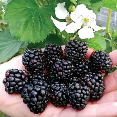 Ежевика РУБЕН ремонтантная  в Гродно