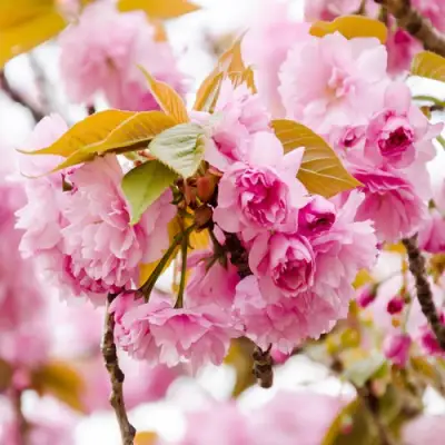 Сакура КАНЗАН в Гродно