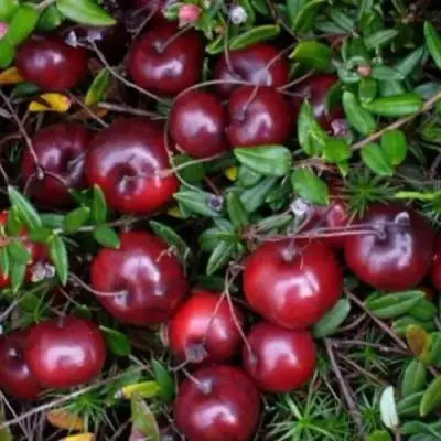 Клюква БЕН ЛИР в Гродно