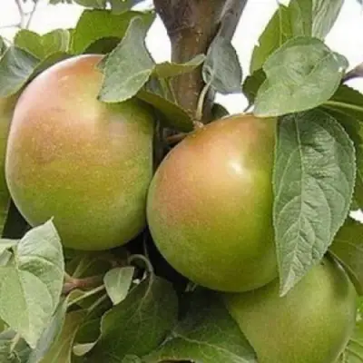 Яблоня БЕЛАНА в Гродно