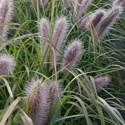 Пеннисетум БЛЭК БЬЮТИ в Гродно