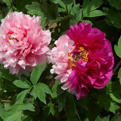 Пион ДВЕ СЕСТРЫ древовидный в Гродно