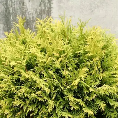 Туя ГОЛДЕН ГЛОБ западная в Гродно