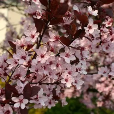 Слива НИГРА растопыреная в Гродно