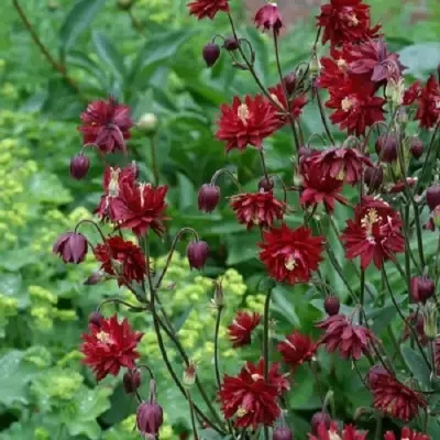 Аквилегия РУБИ ПОРТ обыкновенная в Гродно