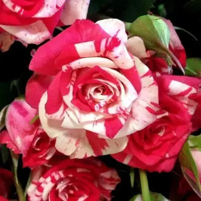 Роза ФАЙЕР ВОРКС миниатюрная в Гродно