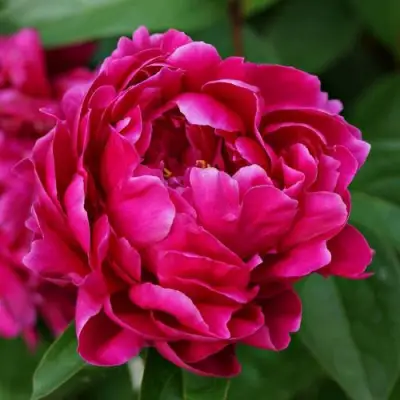 Пион ЛУИ ВАН-ГУТТ травянистый в Гродно