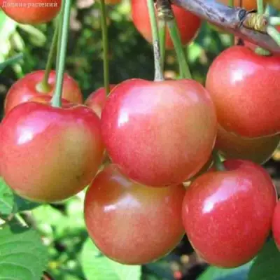 Черешня ЮЛИЯ в Гродно