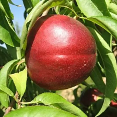 Нектарин ФАНТАЗИЯ в Гродно