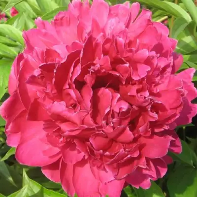 Пион ПУРПУРНЫЙ ФЕНИКС травянистый в Гродно