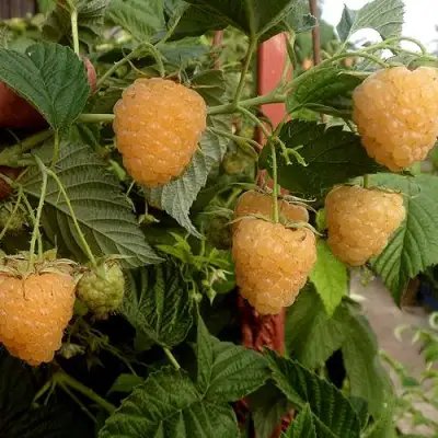 Малина ЗЮГАНА ЗОЛОТАЯ в Гродно