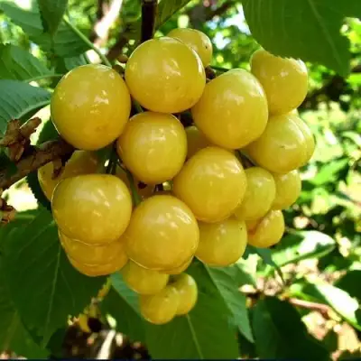 Черешня ПРИУСАДЕБНАЯ ЖЁЛТАЯ