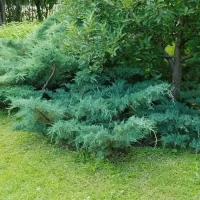 Можжевельник ПФИТЦЕРИАНА ГЛАУКА  средний в Гродно